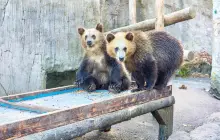 昭和新山熊牧場