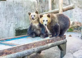 昭和新山熊牧場