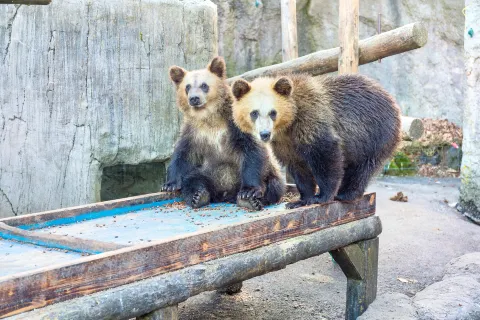 쇼와신잔 곰목장