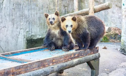 Showa Shinzan Bear Ranch