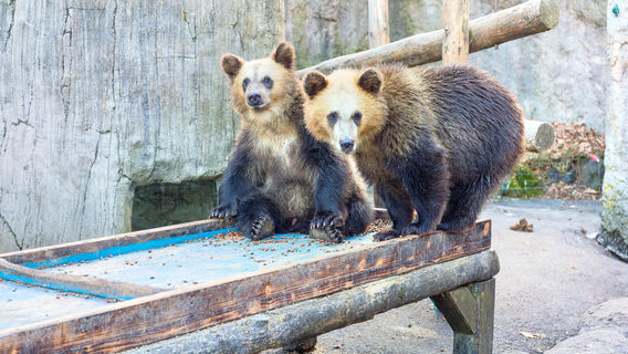 Showa Shinzan Bear Ranch