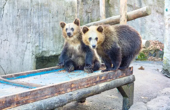 昭和新山熊牧場門票小童（6-12歲）