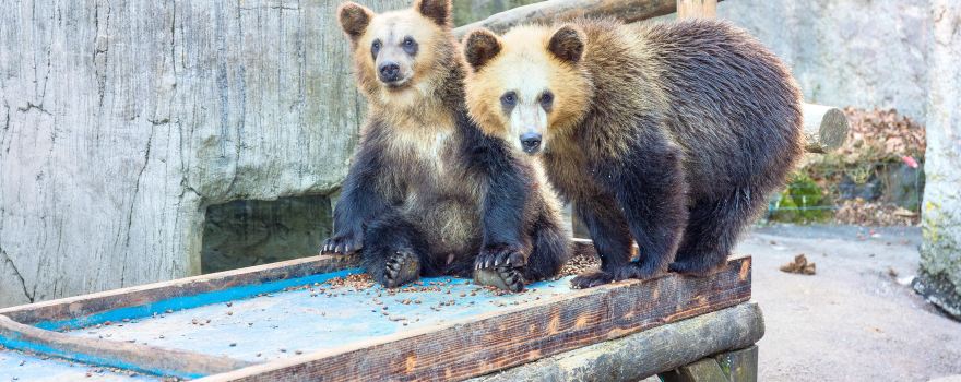 Showa Shinzan Bear Ranch
