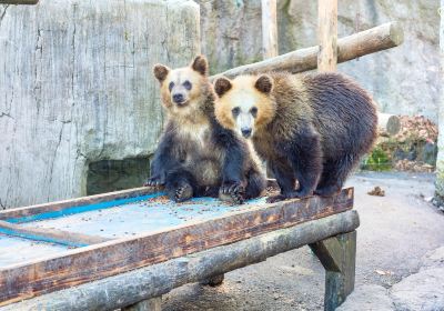 Showa Shinzan Bear Ranch