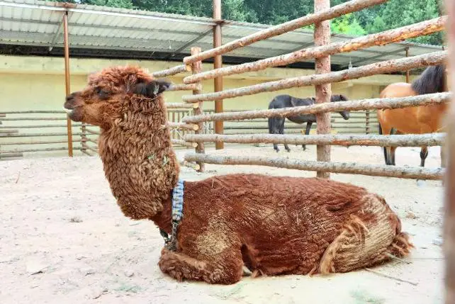 賈家莊民俗動物園