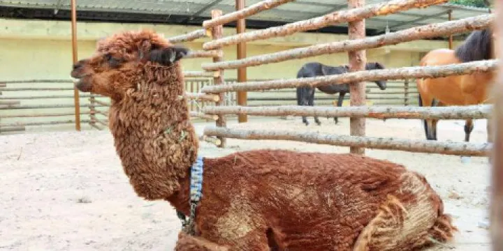 賈家莊民俗動物園