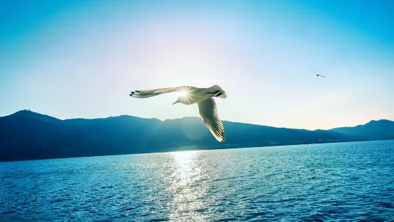 Dianchi Lake + Stone Forest Scenic Area + Kunming Old Street, professional licensed guide service for surrounding attractions, photography, family trips/company team building