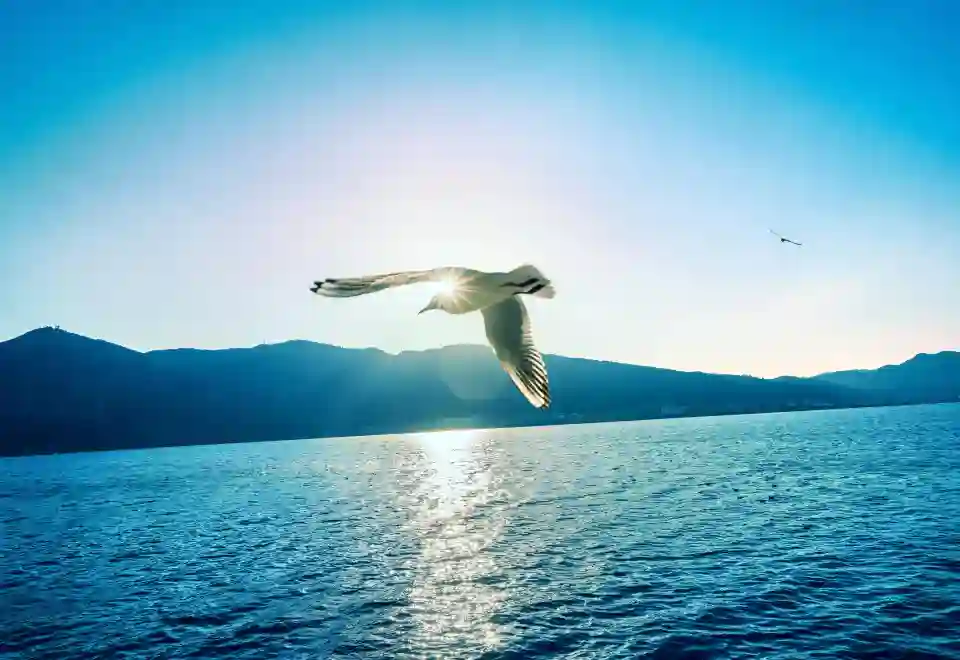 Welcome Suica&JR Line One Day Pass (Pick up at Haneda Airport)