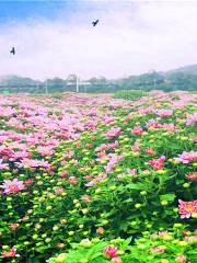 Linxiang Chrysanthemum Expo Park
