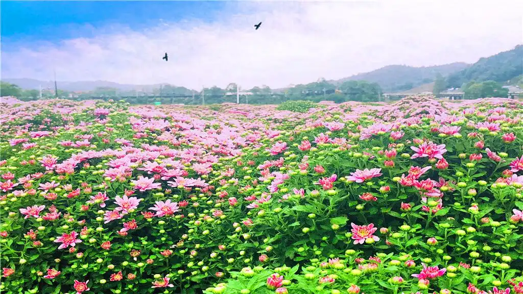 臨湘菊花博覽園附近的飯店