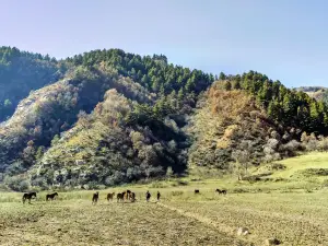 龐泉溝