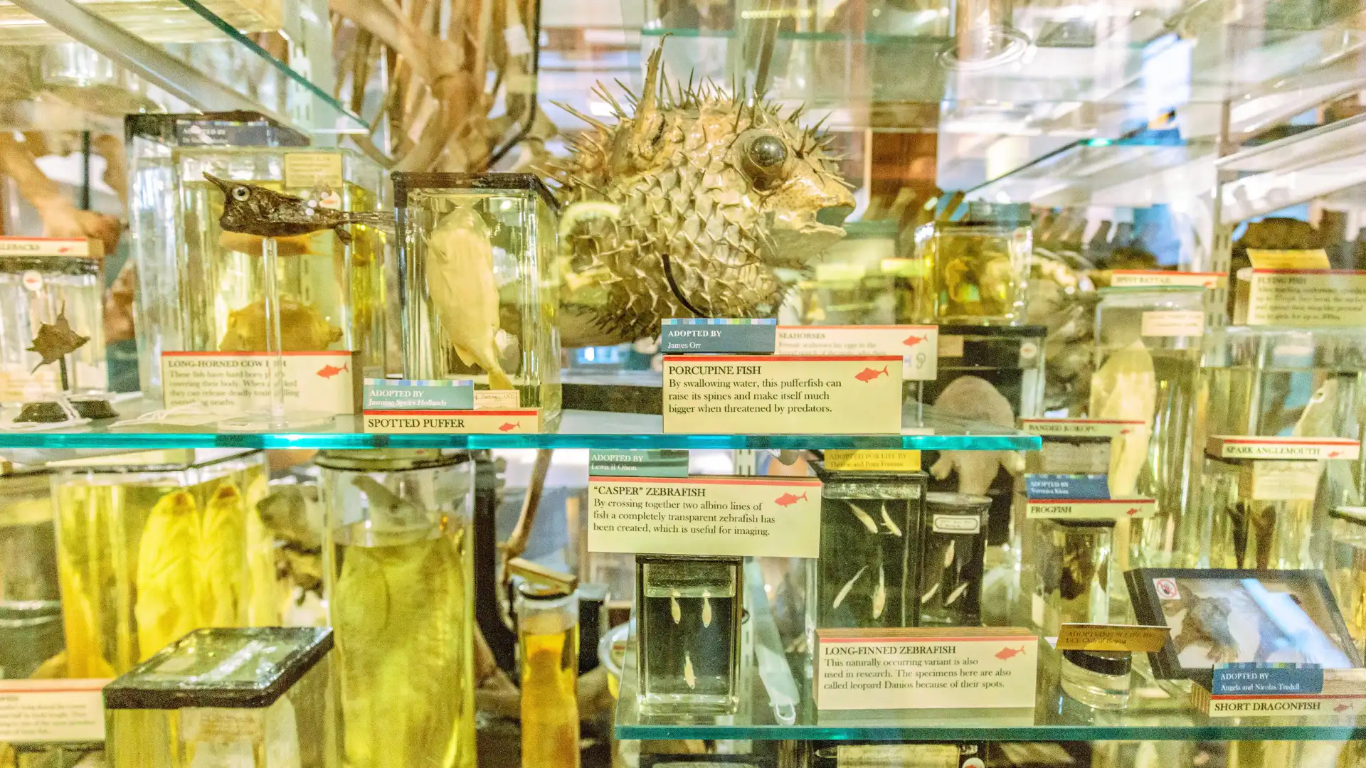 Hotels near Grant Museum of Zoology