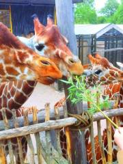 奧登斯動物園