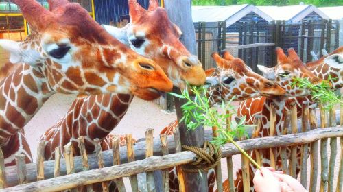 オーデンセ動物園