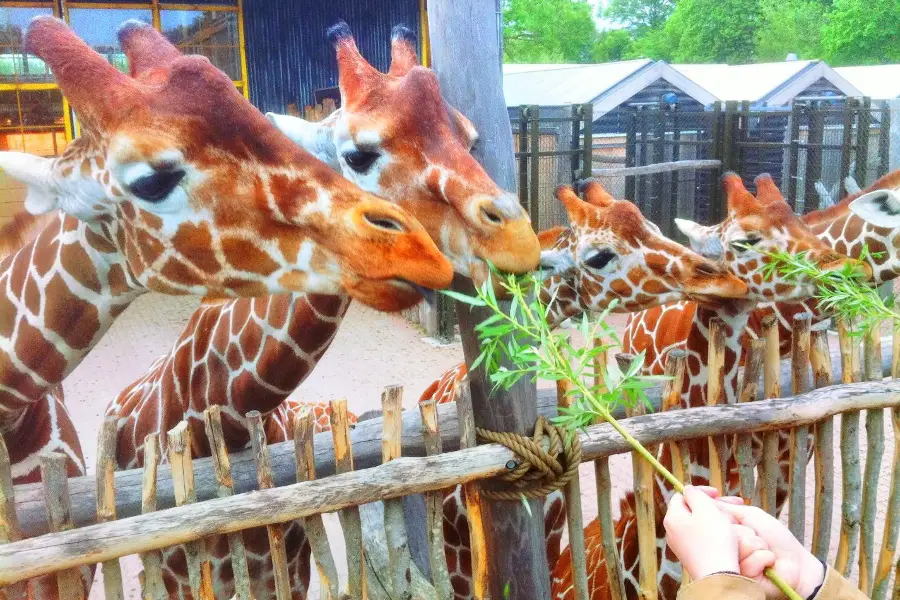 奧登斯動物園