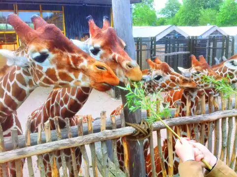 Hotels near Odense Zoo