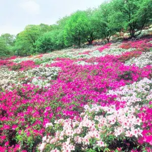西山公園