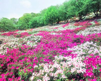 Nishiyama Park