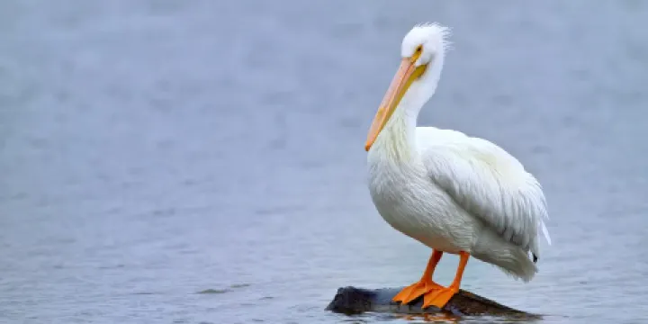 Edinburg Scenic Wetlands