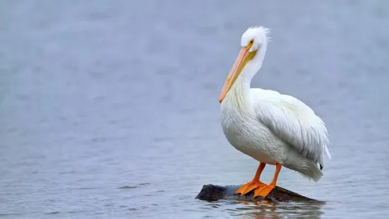 Edinburg Scenic Wetlands