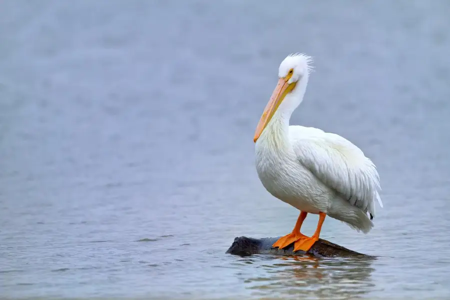 Edinburg Scenic Wetlands