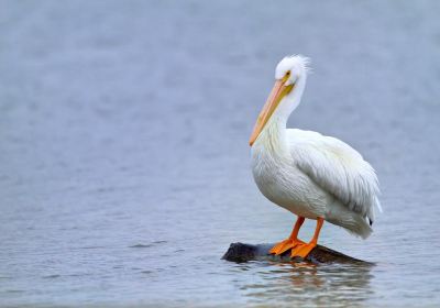 Edinburg Scenic Wetlands & World Birding Center