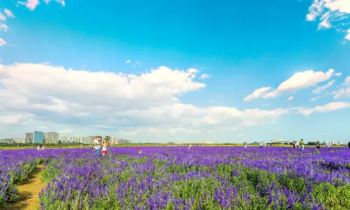 Saihantal Urban Prairie