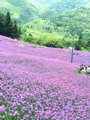 Shuitang National Forest Park