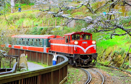 阿里山國家森林遊樂區門票(贈日出餅或入裏茶葉蛋)成人（台灣居民）