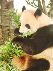 Suzhou Wildlife Park