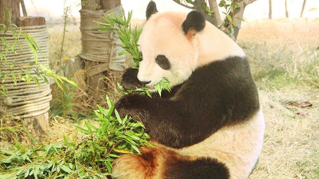 Suzhou Wildlife Park