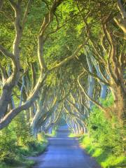 The Dark Hedges