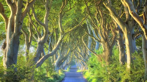 The Dark Hedges