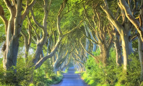 The Dark Hedges