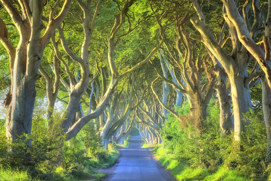 The Dark Hedges