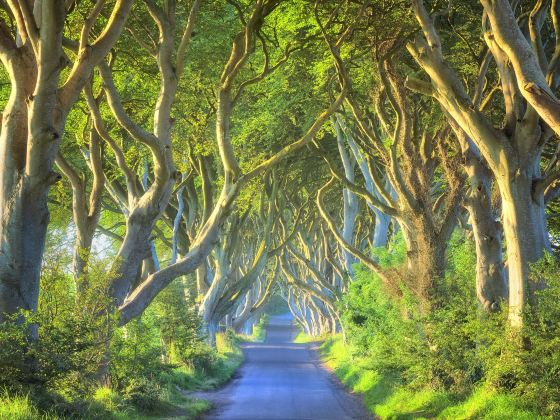 The Dark Hedges