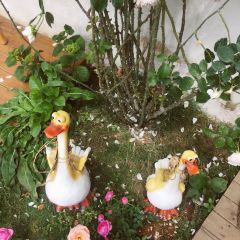 自可留花園咖啡屋張用戶圖片