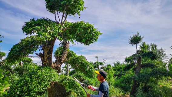 Tianrun Rare Plant Expo Park