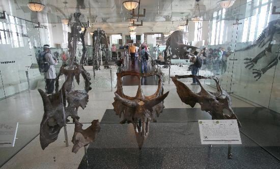 Museum of Natural History (Halifax)