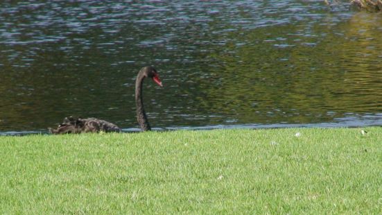 不錯的公園，遊客不多，自然的環境非常舒心，為遊客布置了步道、