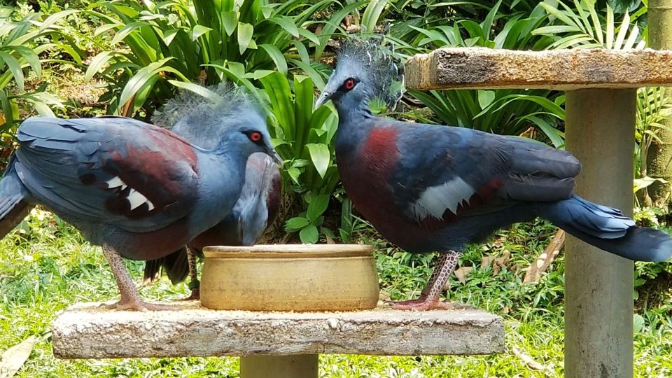 クアラルンプール クアラルンプール バードパーク 評判 案内 トリップドットコム