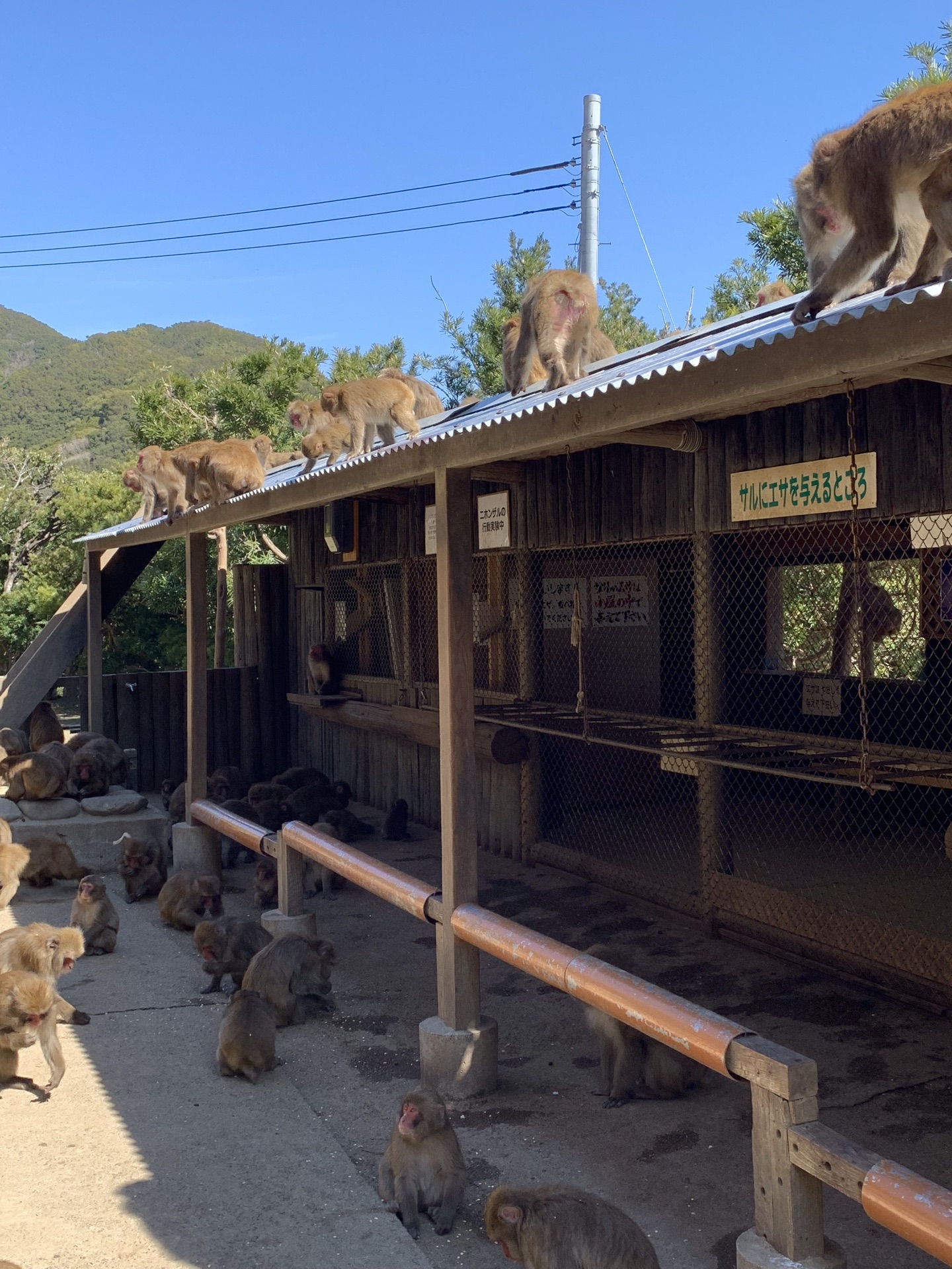 淡路島猴子中心景點評價 淡路島猴子中心門票 淡路島猴子中心優惠 淡路島猴子中心交通 地址 開放時間 淡路島猴子中心附近景點 酒店及美食 Trip Com