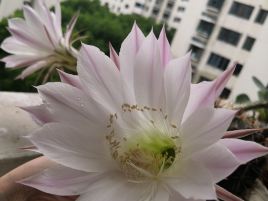 兰亭花卉鲜花