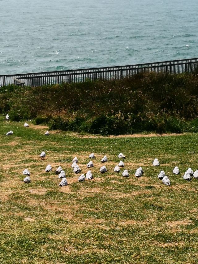 Dunedin