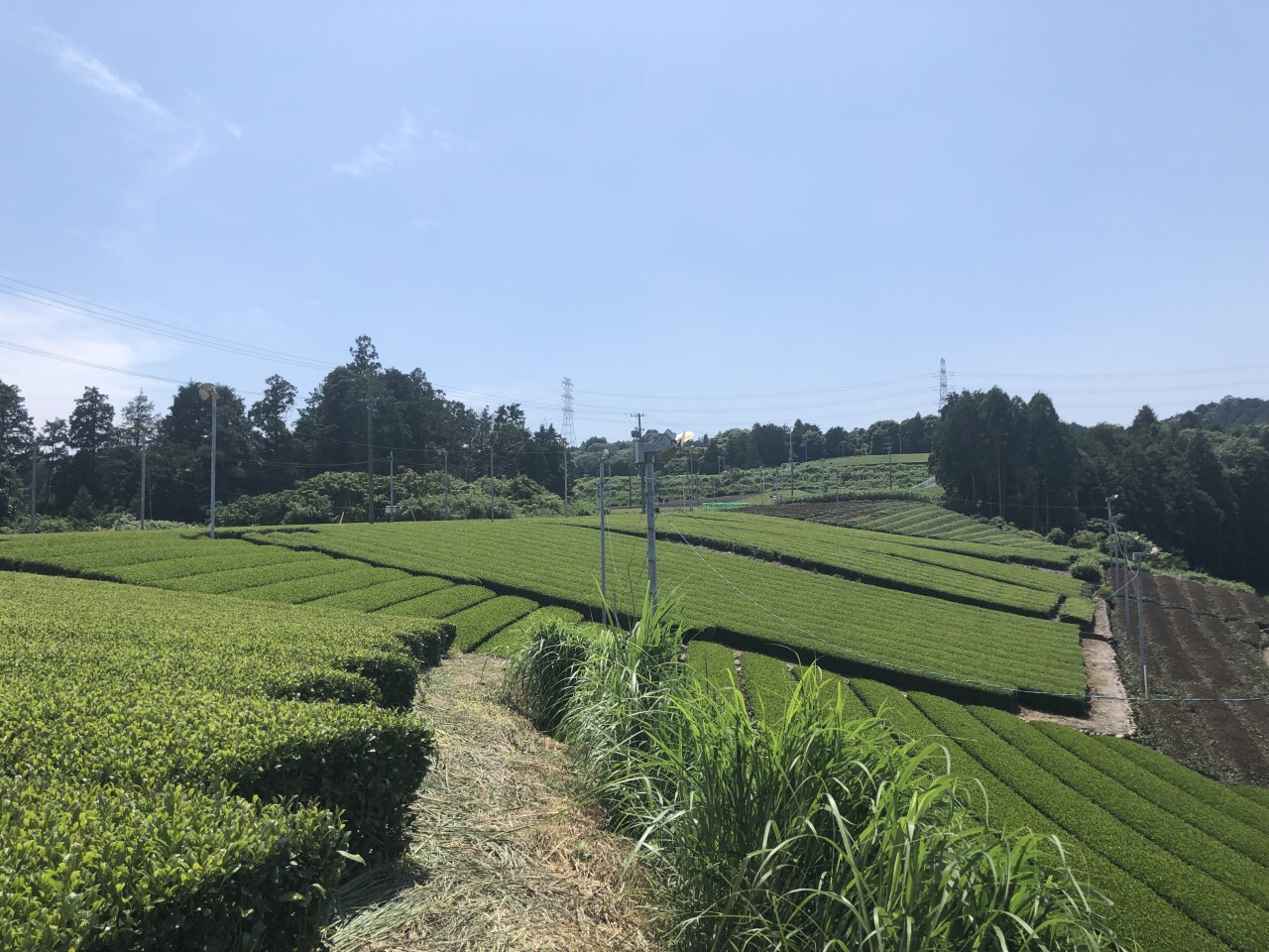 牧之原大茶園旅遊攻略指南 牧之原大茶園評價 牧之原大茶園附近推薦 Trip Com
