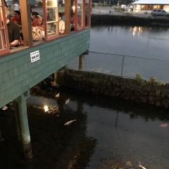 Ponds Hilo User Photo