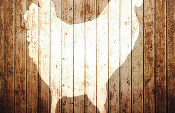 Chicken Kitchen