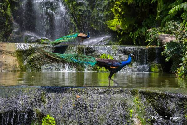 kl bird park