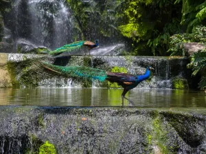 쿠알라룸푸르 새공원