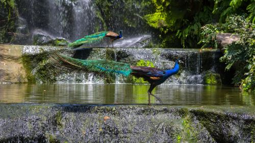 KL Bird Park